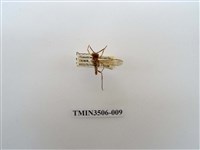 藏品(叉胸異腹胡蜂)的圖片